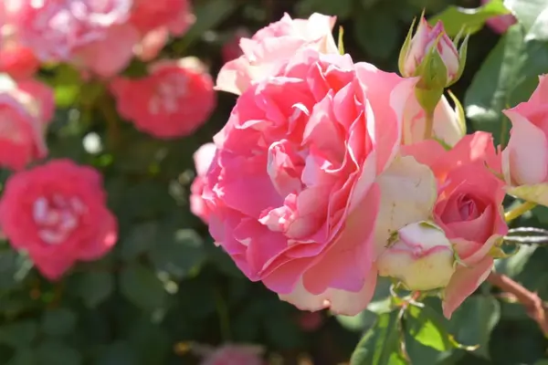 京成バラ園の写真・動画_image_240555