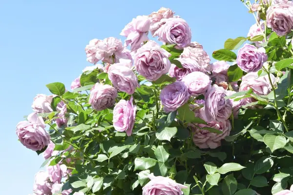 京成バラ園の写真・動画_image_240556