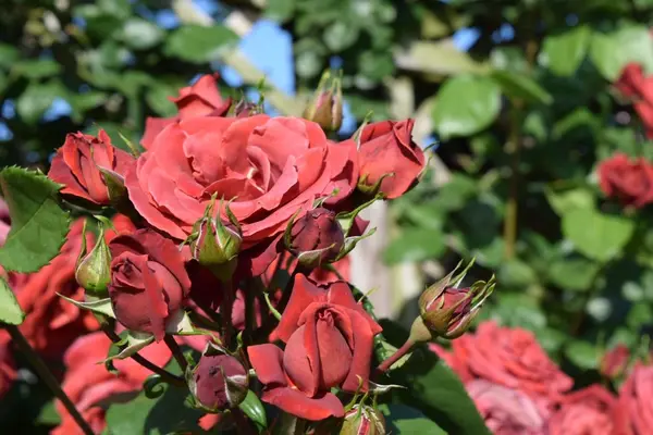 京成バラ園の写真・動画_image_240558