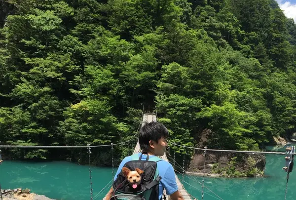 夢の吊橋の写真・動画_image_240811