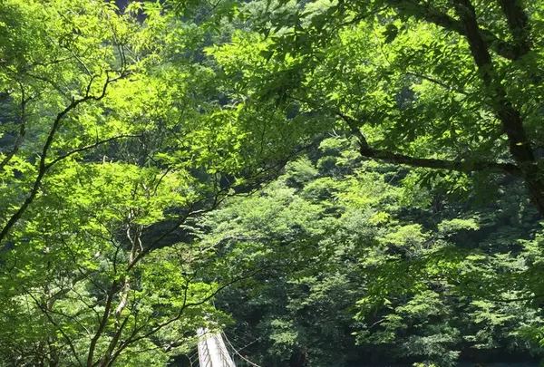 夢の吊橋の写真・動画_image_240813