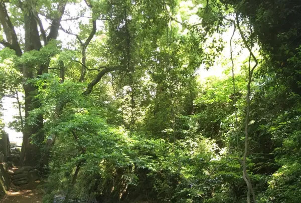 來宮神社の写真・動画_image_241036
