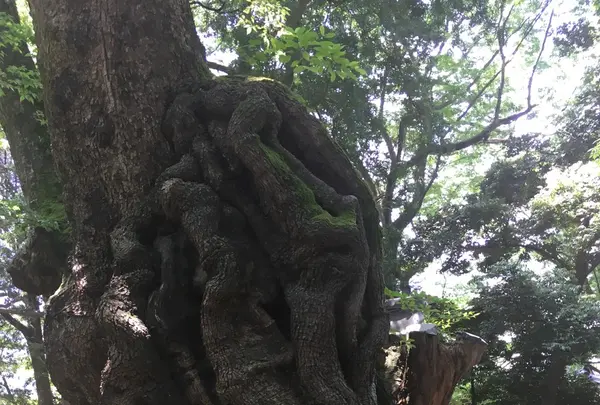 來宮神社の写真・動画_image_241037