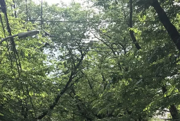 桜坂の写真・動画_image_241184