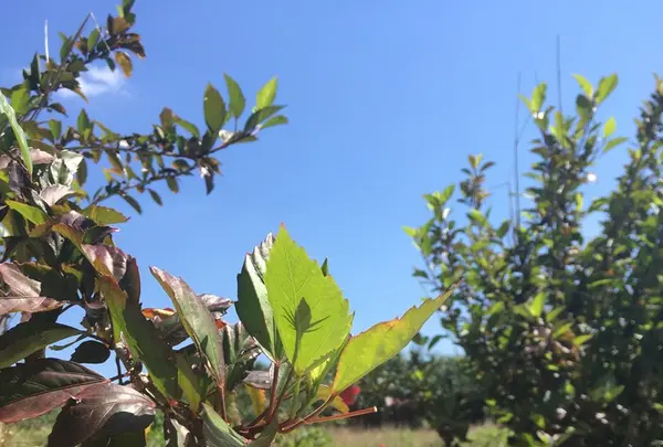 宮古島東急リゾートの写真・動画_image_241311