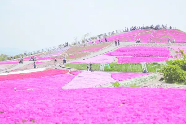 茶臼山高原の写真・動画_image_241632