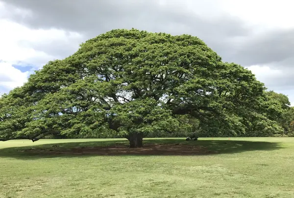 モアナルア・ガーデンズの写真・動画_image_241837