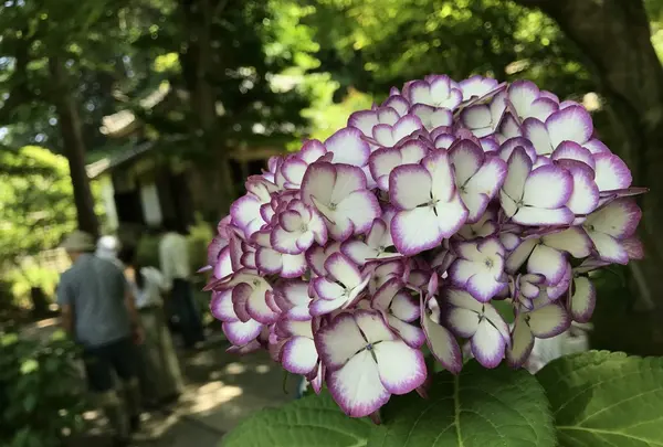 明月院（あじさい寺）の写真・動画_image_242254