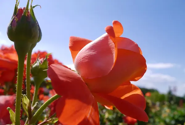 京成バラ園の写真・動画_image_242325