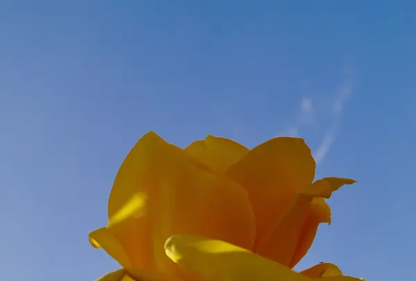 京成バラ園の写真・動画_image_242326