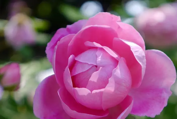 京成バラ園の写真・動画_image_242328