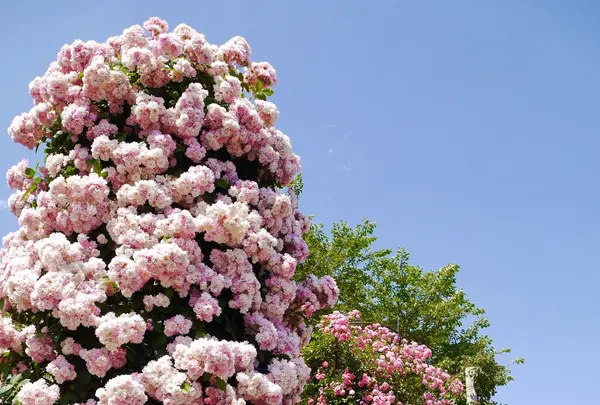 京成バラ園の写真・動画_image_242329