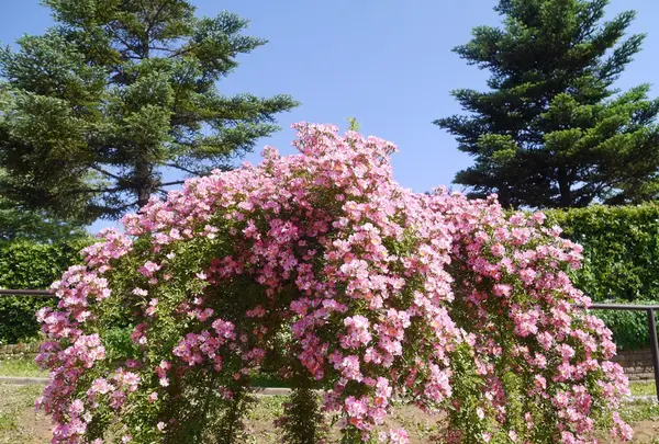 京成バラ園の写真・動画_image_242330