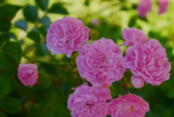 京成バラ園の写真・動画_image_242332