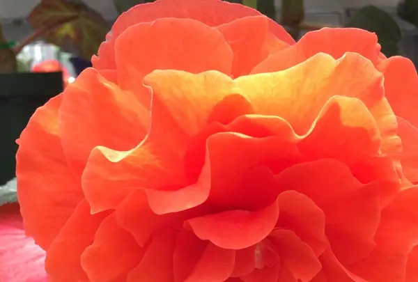 神代植物公園の写真・動画_image_242382