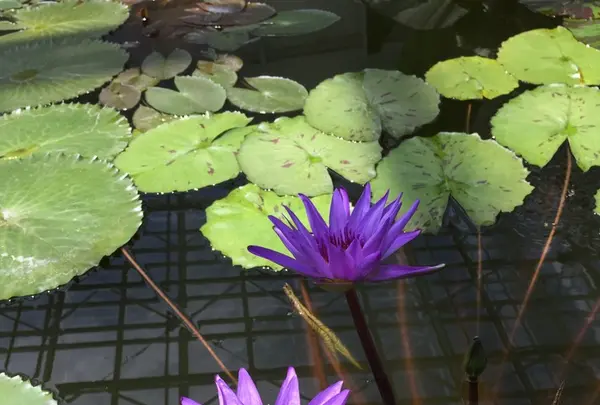 神代植物公園の写真・動画_image_242383