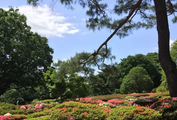 神代植物公園の写真・動画_image_242384