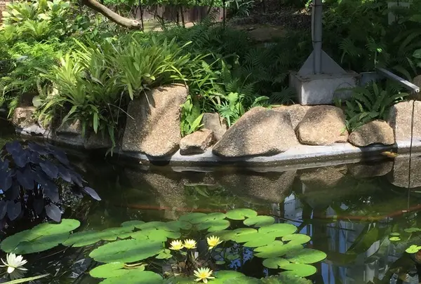 神代植物公園の写真・動画_image_242387