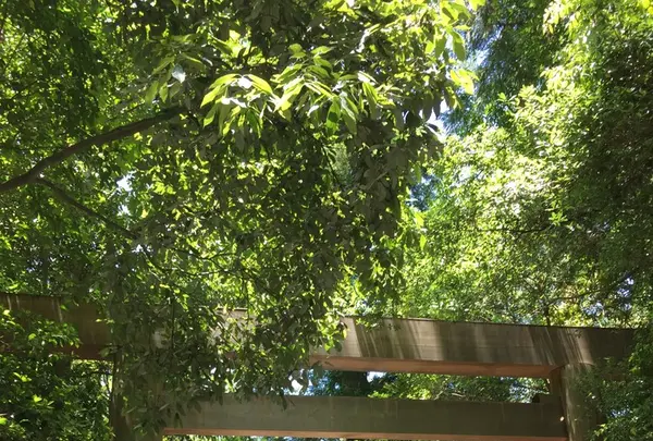 伊勢神宮外宮（豊受大神宮）の写真・動画_image_242543