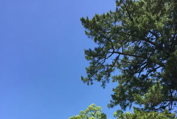 伊勢神宮外宮（豊受大神宮）の写真・動画_image_242545