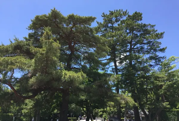 伊勢神宮外宮（豊受大神宮）の写真・動画_image_242546