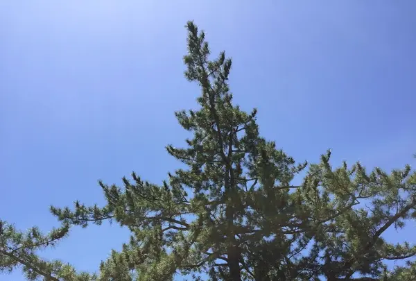 伊勢神宮外宮（豊受大神宮）の写真・動画_image_242548