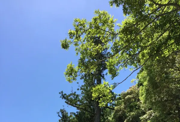 伊勢神宮外宮（豊受大神宮）の写真・動画_image_242550