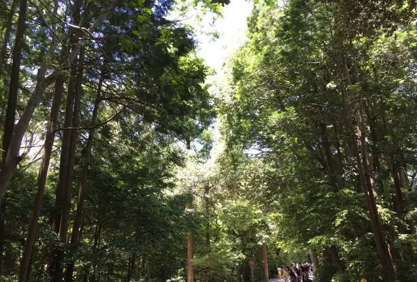 伊勢神宮外宮（豊受大神宮）の写真・動画_image_242554