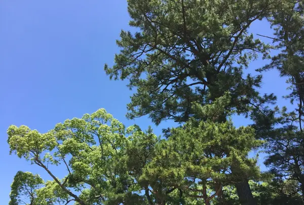 伊勢神宮外宮（豊受大神宮）の写真・動画_image_242557
