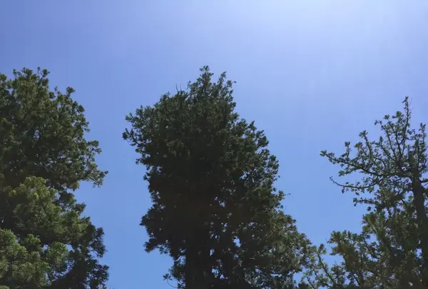 伊勢神宮外宮（豊受大神宮）の写真・動画_image_242559