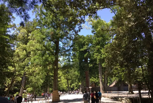 伊勢神宮外宮（豊受大神宮）の写真・動画_image_242562