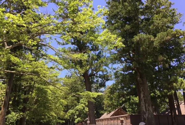 伊勢神宮外宮（豊受大神宮）の写真・動画_image_242567