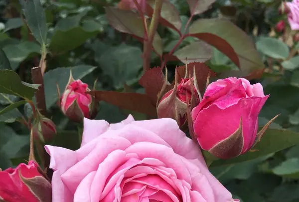 京成バラ園の写真・動画_image_242693