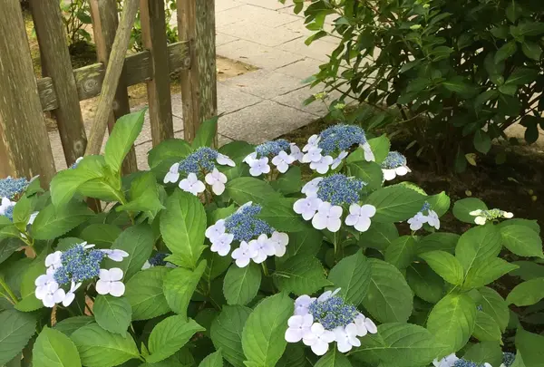 本光寺の写真・動画_image_244537