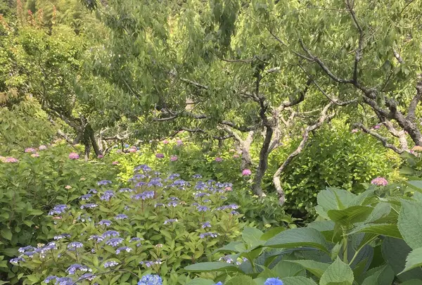 本光寺の写真・動画_image_244540