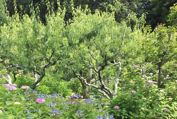 本光寺の写真・動画_image_244541