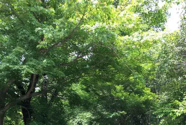 本光寺の写真・動画_image_244543