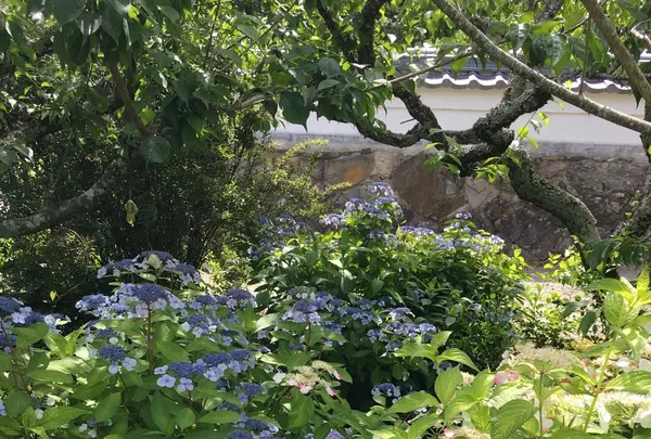 本光寺の写真・動画_image_244544