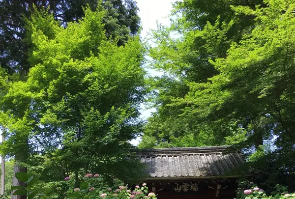 本光寺の写真・動画_image_244546