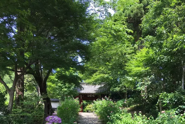 本光寺の写真・動画_image_244547