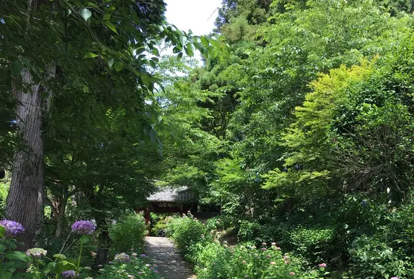 本光寺の写真・動画_image_244548