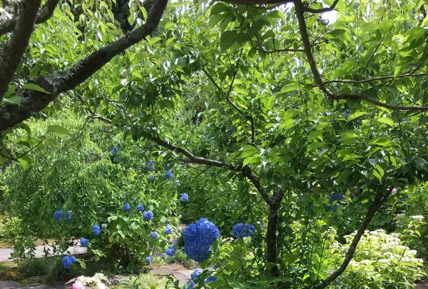 本光寺の写真・動画_image_244549