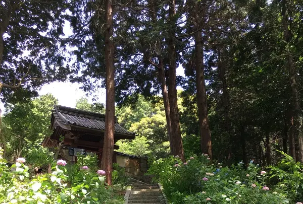 本光寺の写真・動画_image_244553