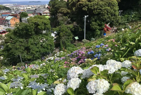 形原温泉あじさいの里の写真・動画_image_244569