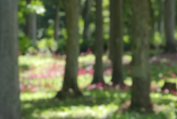 花の森四十八滝山野草花園の写真・動画_image_244573