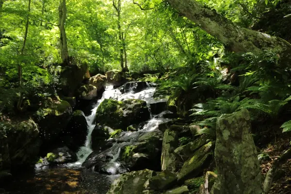 県立自然公園宇津江四十八滝の写真・動画_image_244580