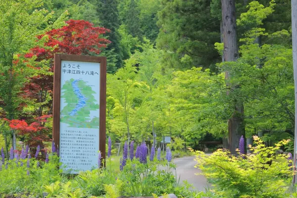 県立自然公園宇津江四十八滝の写真・動画_image_244583