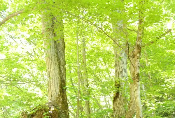 県立自然公園宇津江四十八滝の写真・動画_image_244584