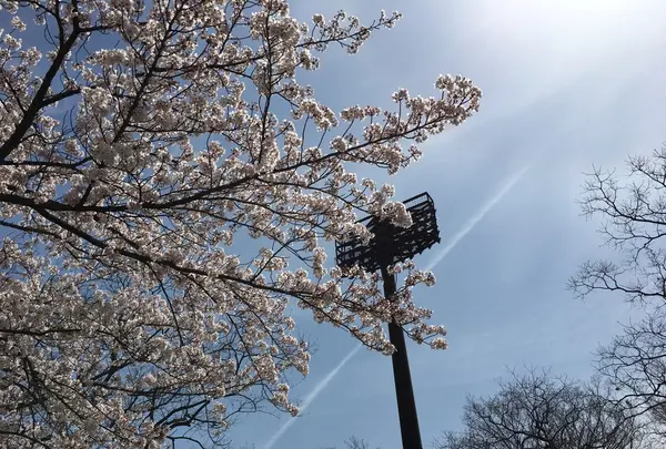 鴻巣市立陸上競技場の写真・動画_image_244642