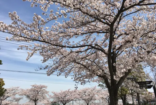 鴻巣市立陸上競技場の写真・動画_image_244643